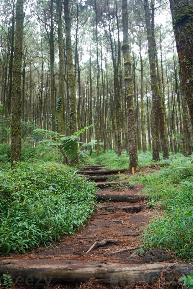 forêt chemin, randonnée piste, vue de route dans pin forêt dans de bonne heure Matin. photo