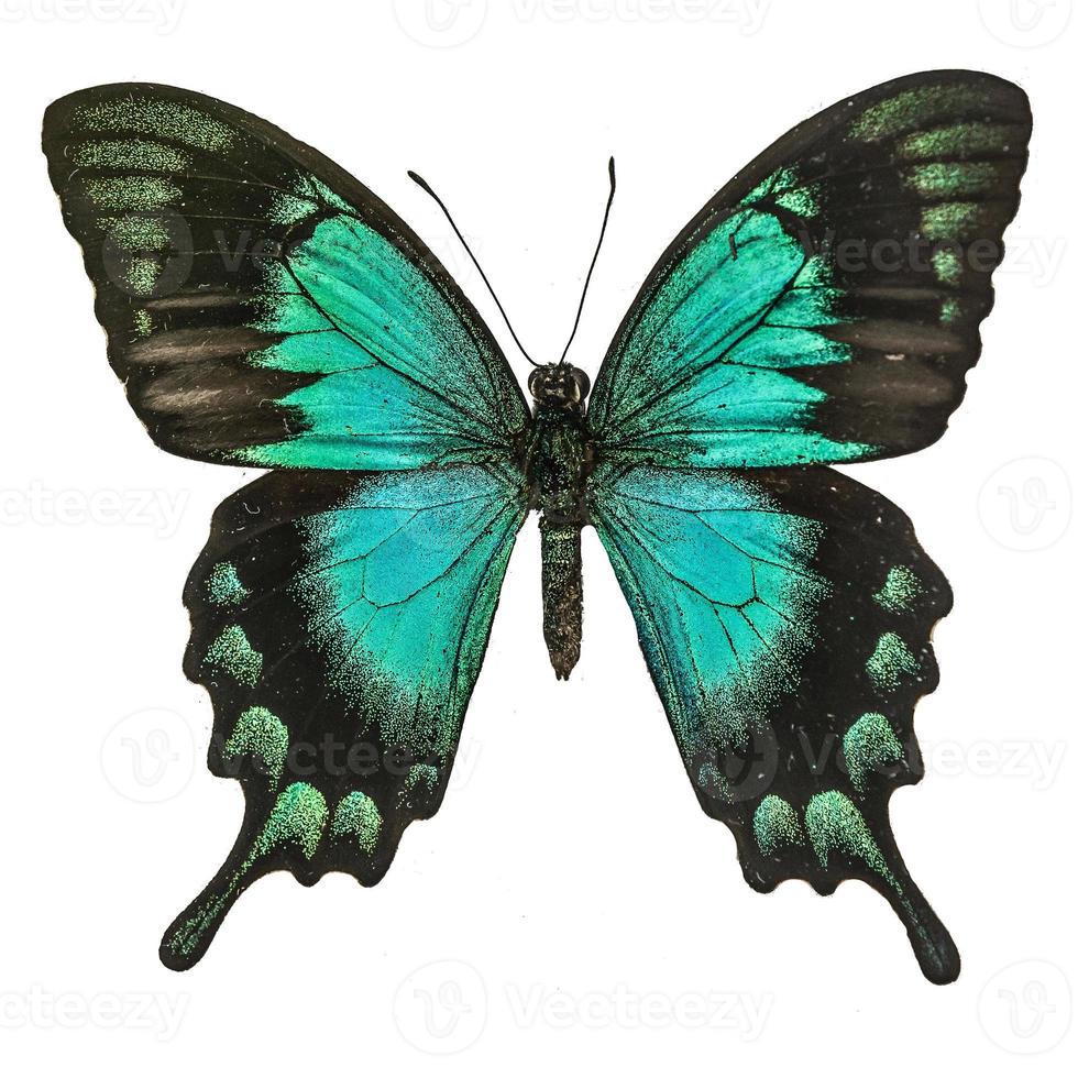 magnifique bleu à vert turqouise papillon le mer vert machaon papillon dans natual Couleur plus haut profil isolé sur blanc arrière-plan, papilio lorquinien photo