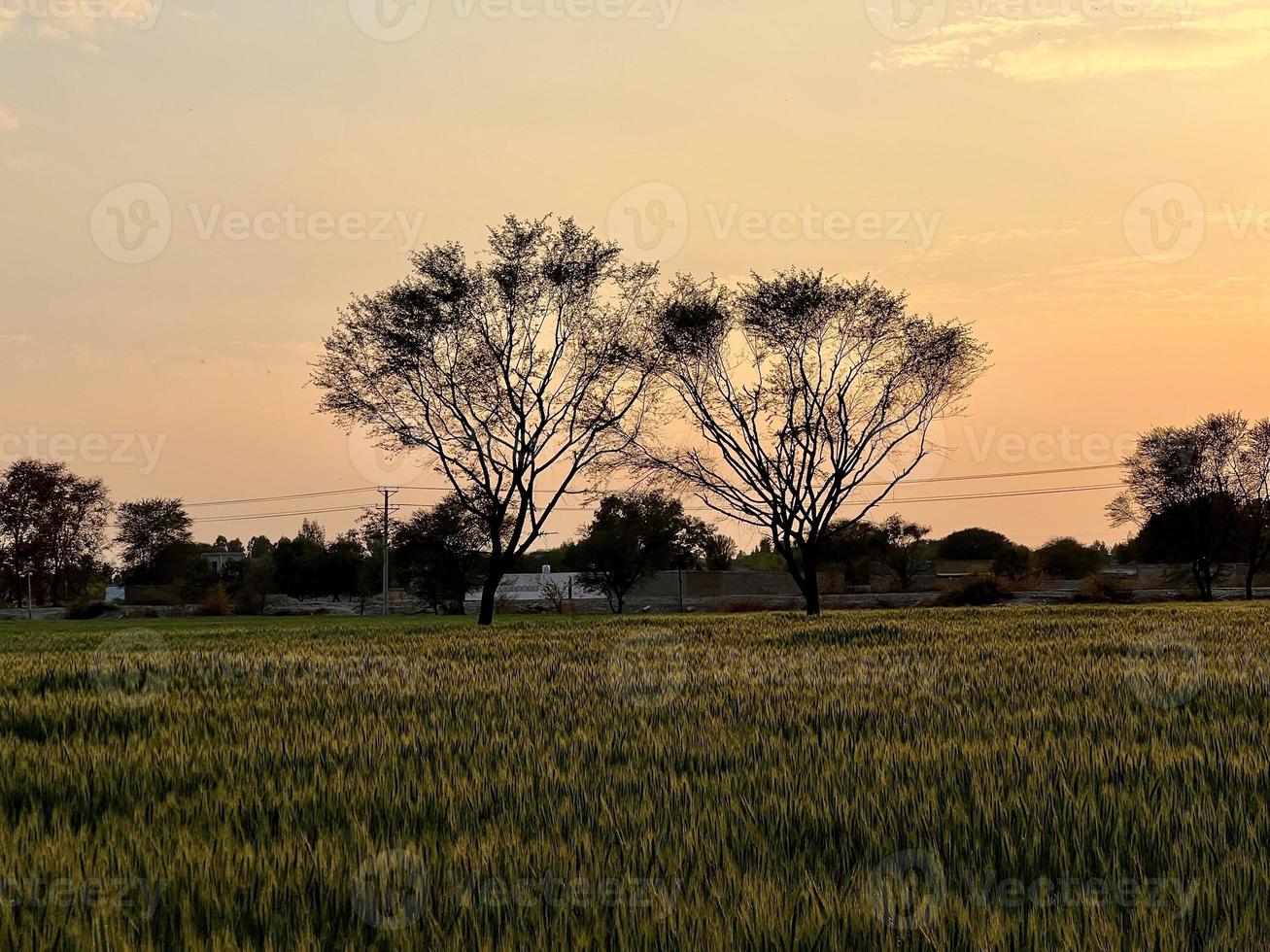 magnifique vue de vert blé agricole champ sur nuageux printemps journée. agricole paysage vue photo