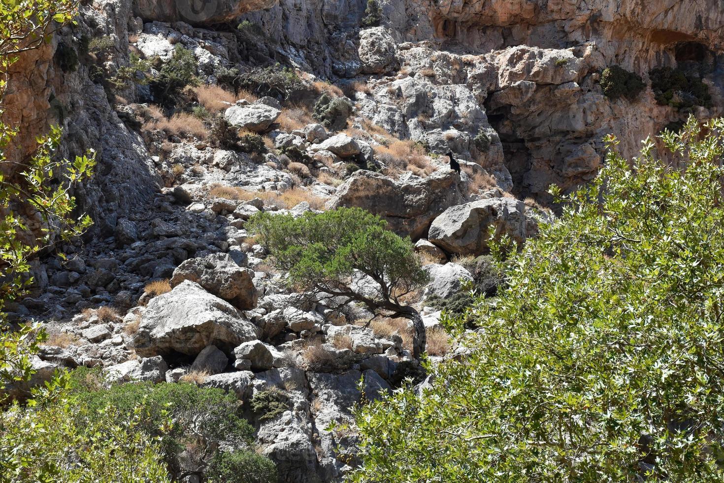 kato zakros noir chèvre sur une Roche falaise photo