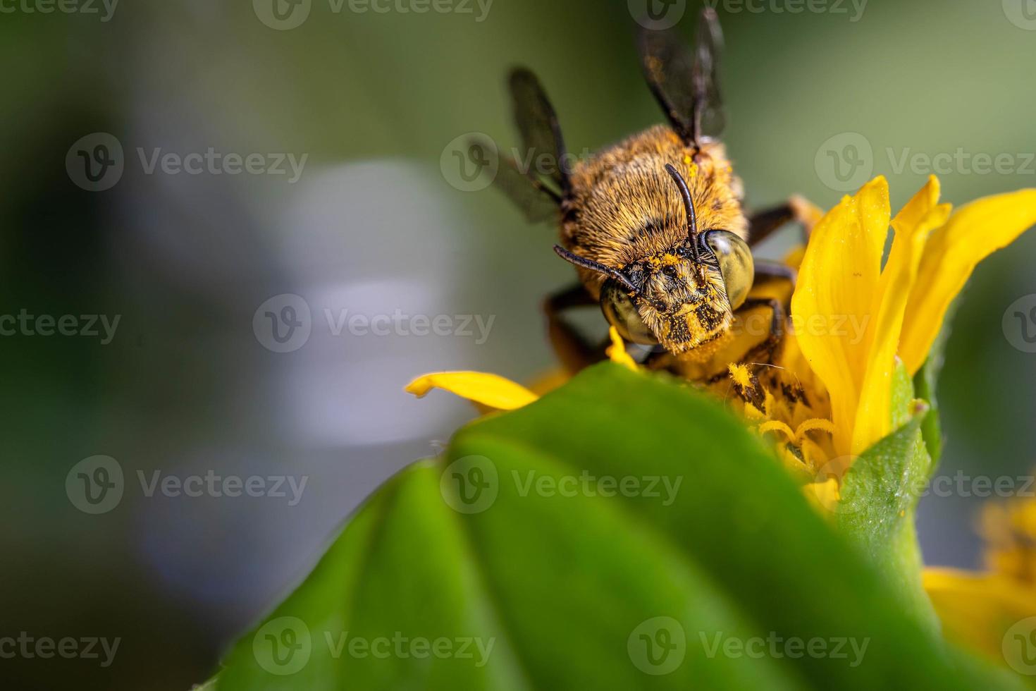 fermer bleu bagué abeille polliniser sur fleur Jaune fleur photo
