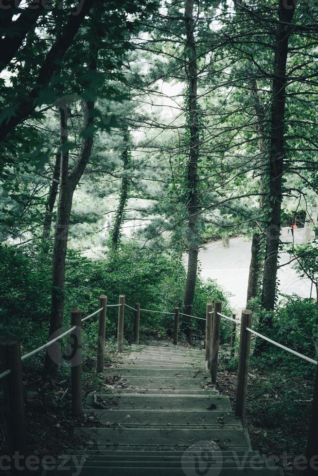 Montagne pente avec forêt photo