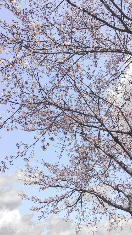 une bouquet de rose Sakura Cerise fleur dans printemps photo