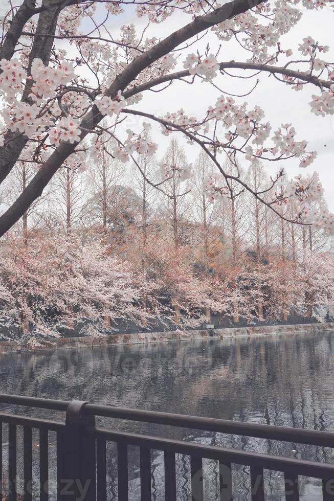 Sakura Cerise fleur dans printemps photo