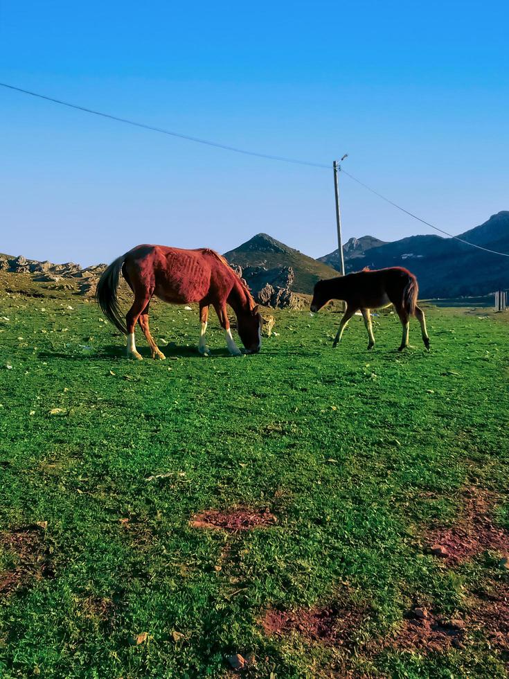 expérience le majestueux vue de les chevaux et poneys en mangeant sur Haut de une montagne, une périple dans le cœur de la nature la grâce et sérénité photo