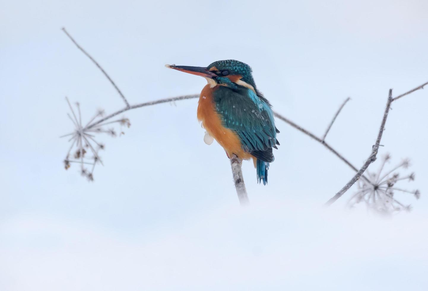 commun martin-pêcheur - alcédo à ceci - perché pour chasse dans neigeux et du froid dur hiver temps photo