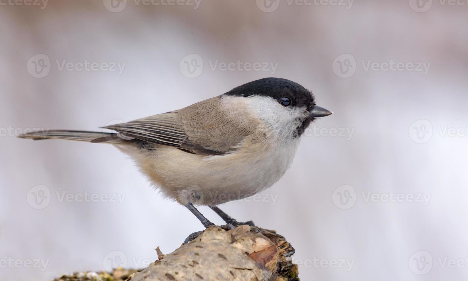 adulte le marais mésange - poécile palustris - agréable perché sur petit branche avec nettoyer hiver Contexte photo