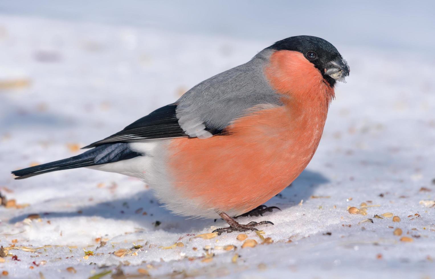 Masculin eurasien bouvreuil - Pyrrhula Pyrrhula - est assis sur le neige dans brillant ensoleillé journée photo