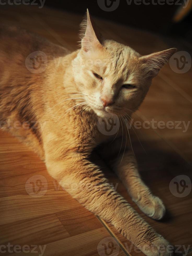 paresseux chat avec Jaune yeux pose se détendre sur sol photo