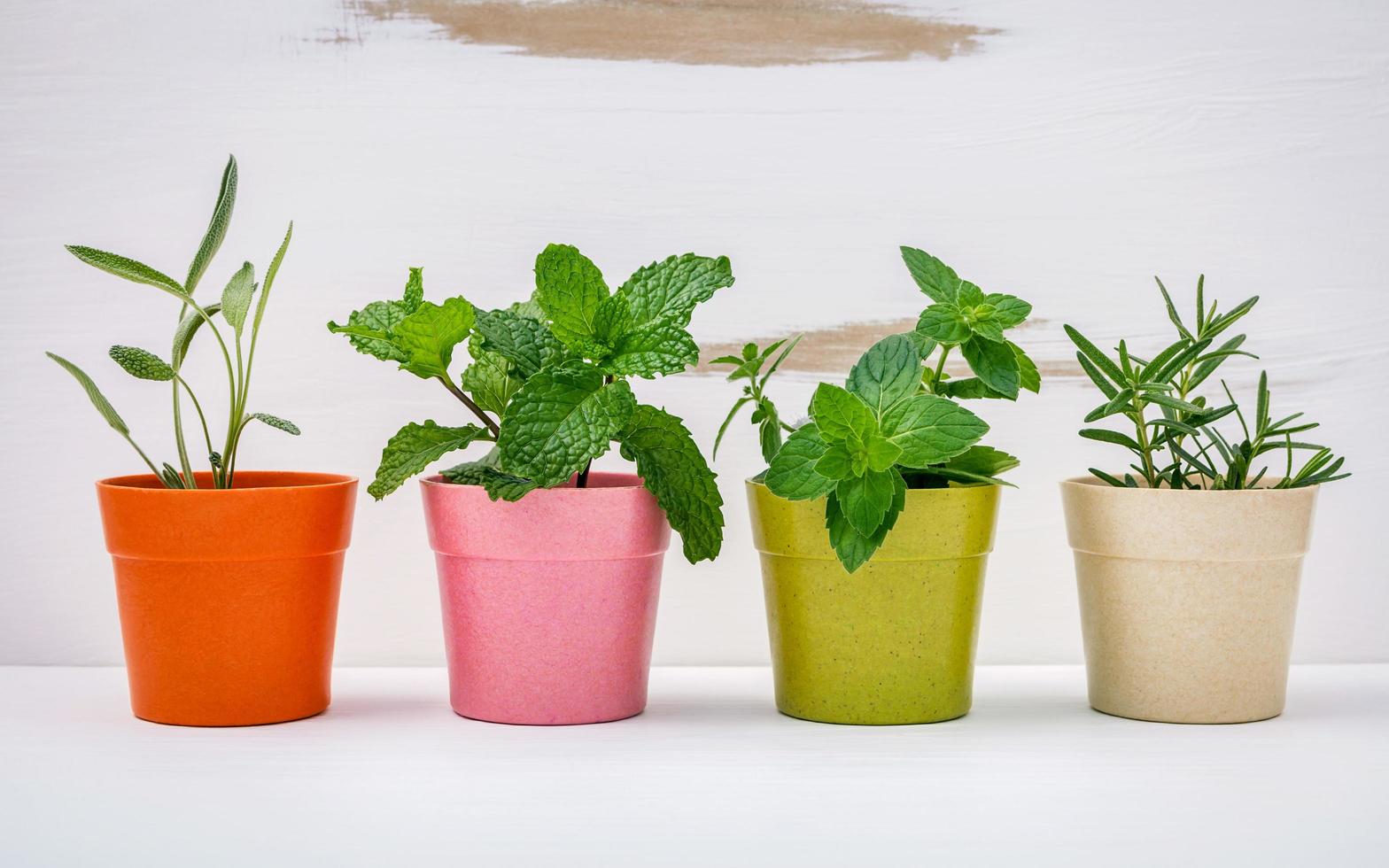 herbes poussant dans des pots photo