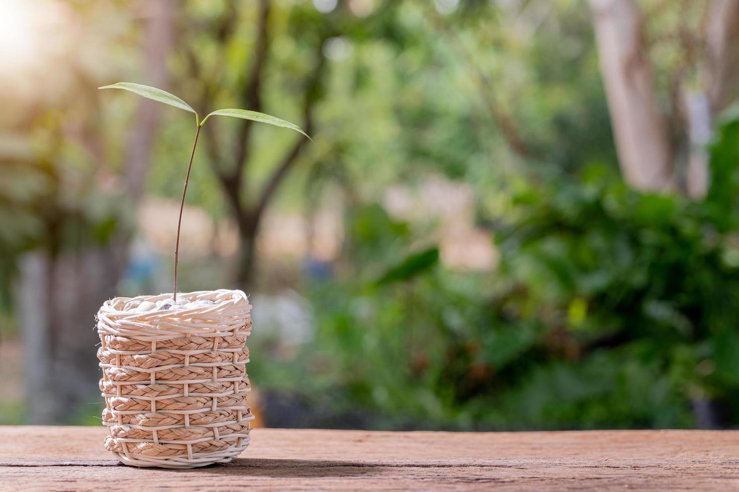 planter des arbres dans des pots, concept de plantes d'amour, aimer l'environnement photo