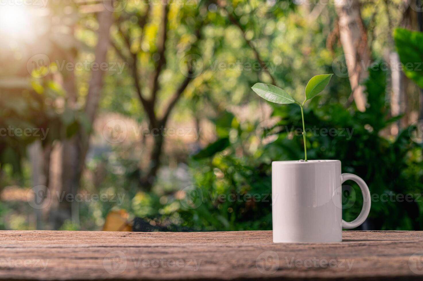 planter des arbres dans des pots, concept de plantes d'amour, aimer l'environnement photo