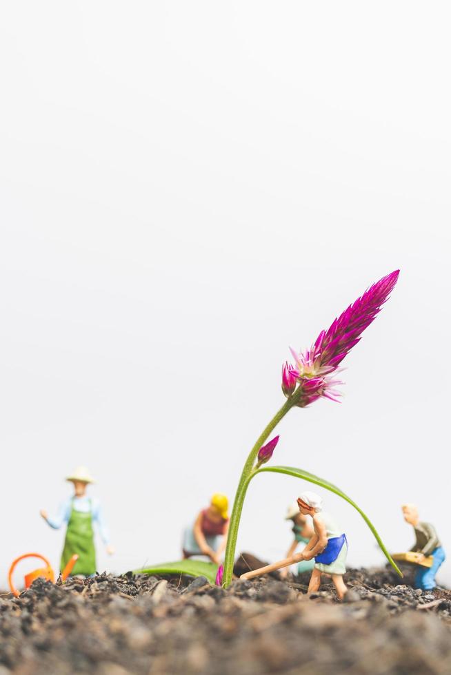 jardiniers miniatures prenant soin de la culture de plantes sur le terrain, concept d'environnement photo