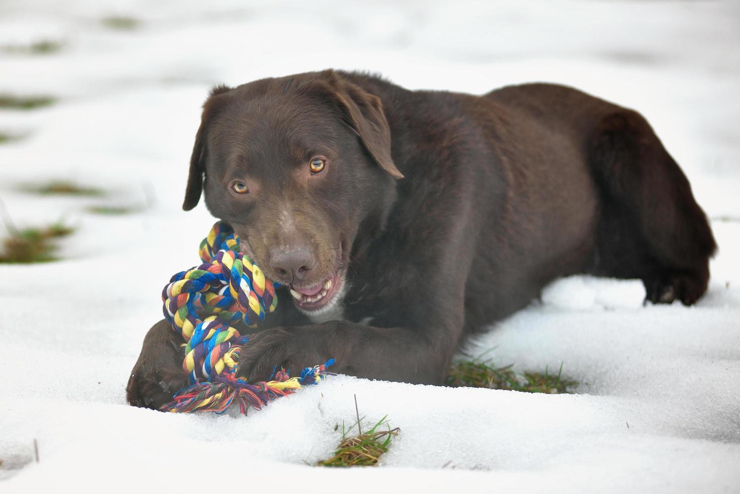 Portrait de mignon drôle labrador chocolat jouant dans la neige photo