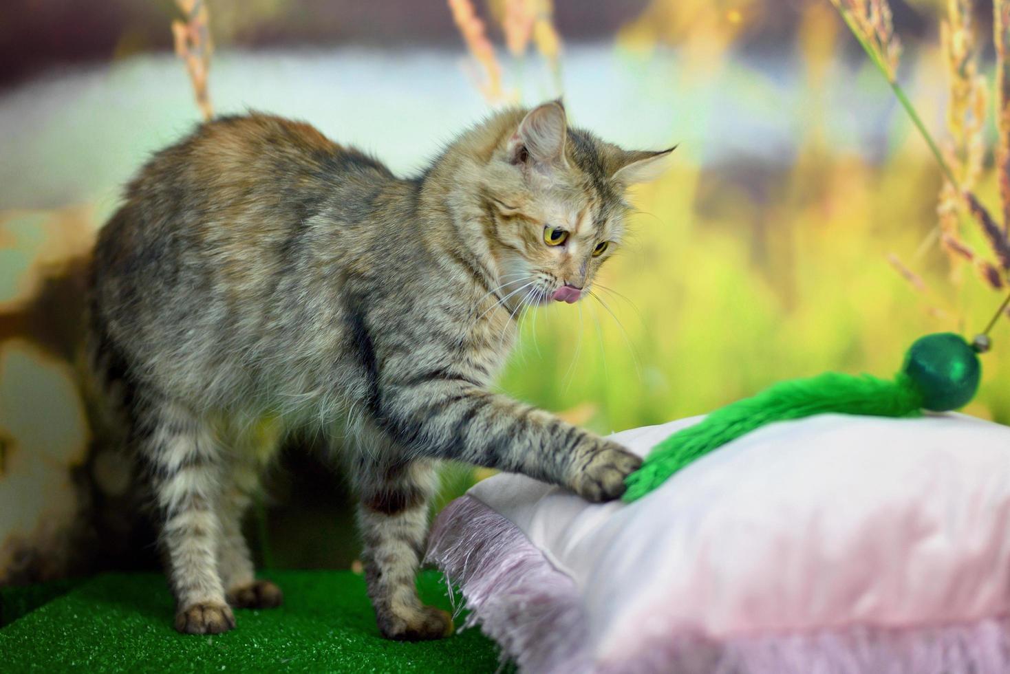 chat tigré jouant avec un jouet vert photo