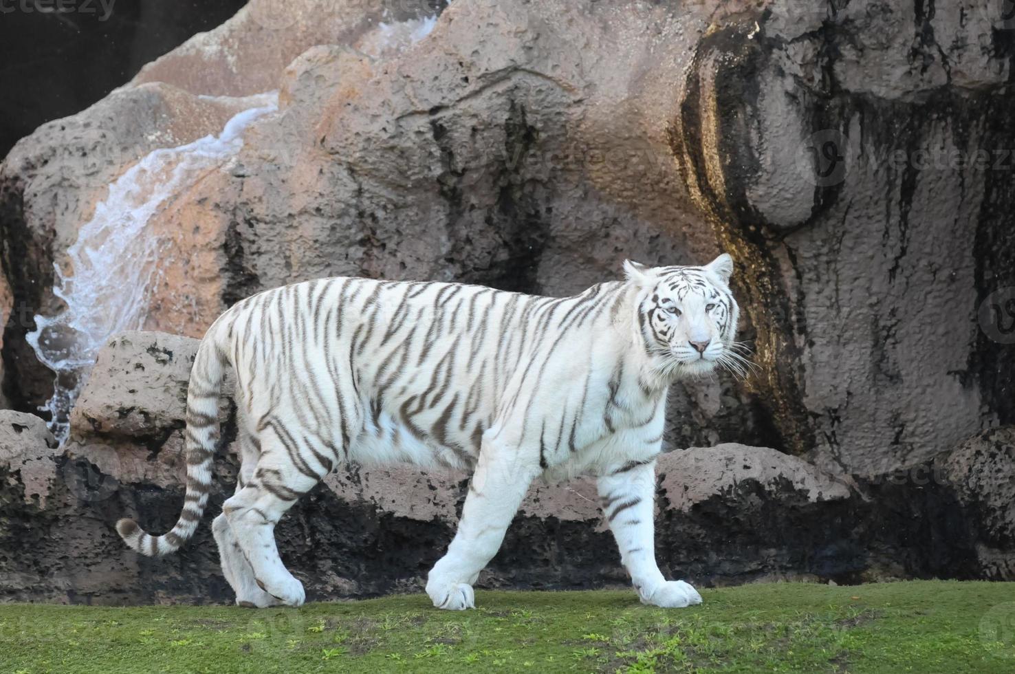 tigre blanc au zoo photo