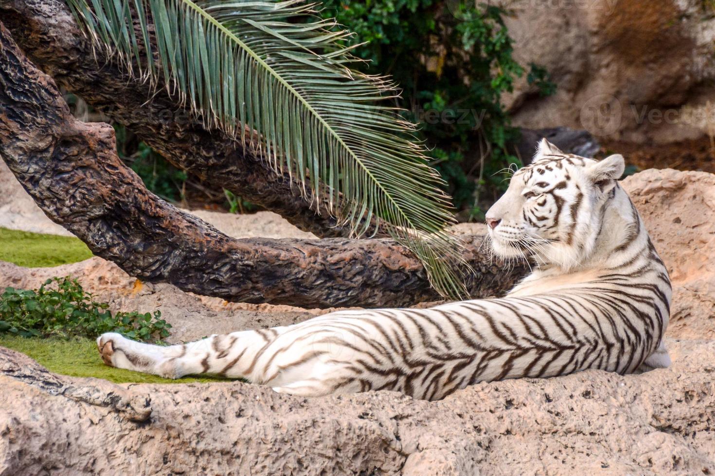 tigre blanc au zoo photo