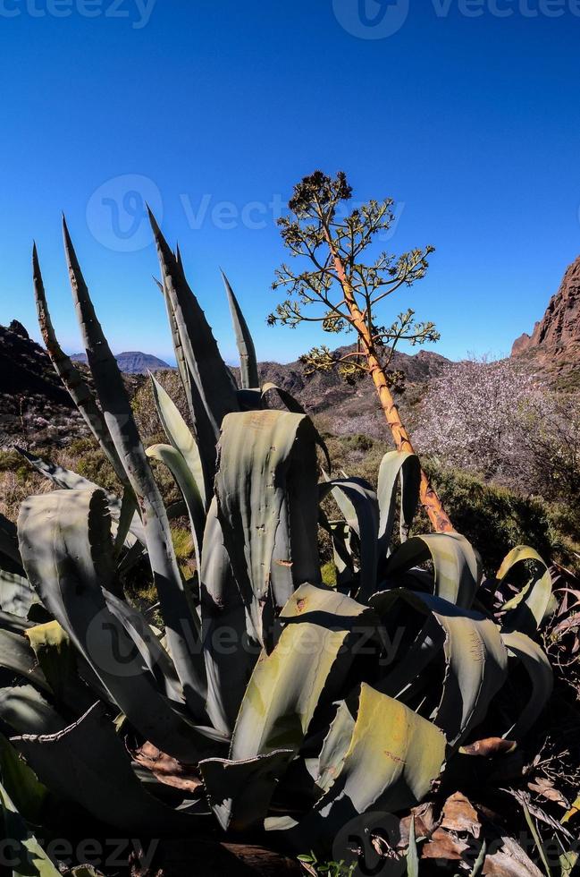 scénique paysage sur Ténérife, canari îles, Espagne photo