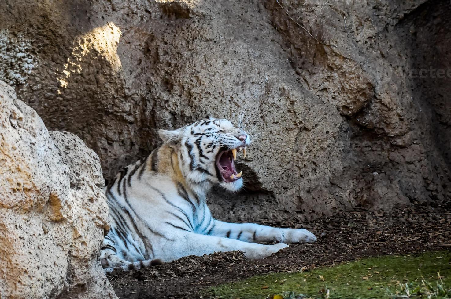 tigre blanc au zoo photo