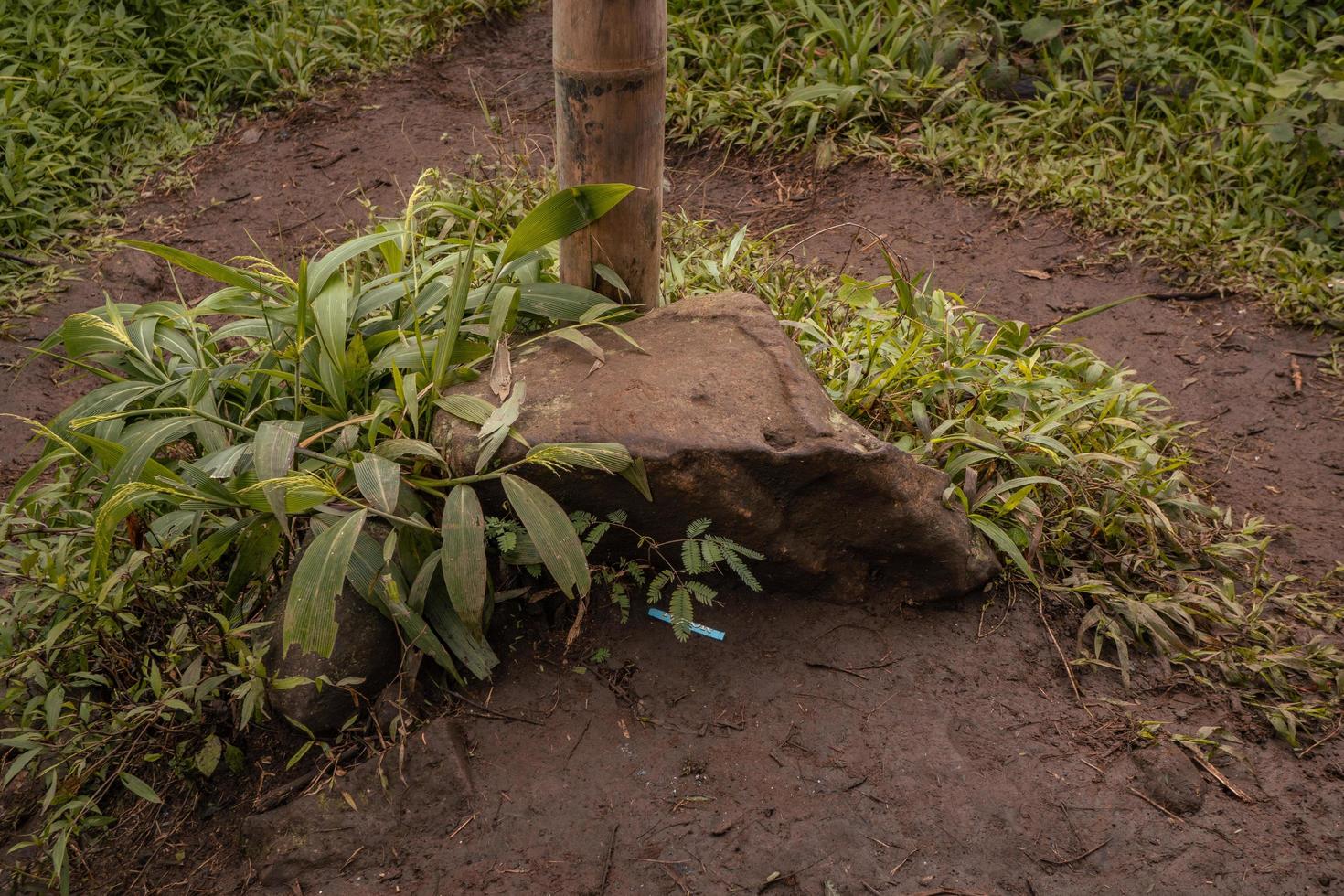 le façon Aller à Profond forêt lorsque printemps temps. le photo est adapté à utilisation pour aventure contenu médias, la nature affiche et forêt Contexte.