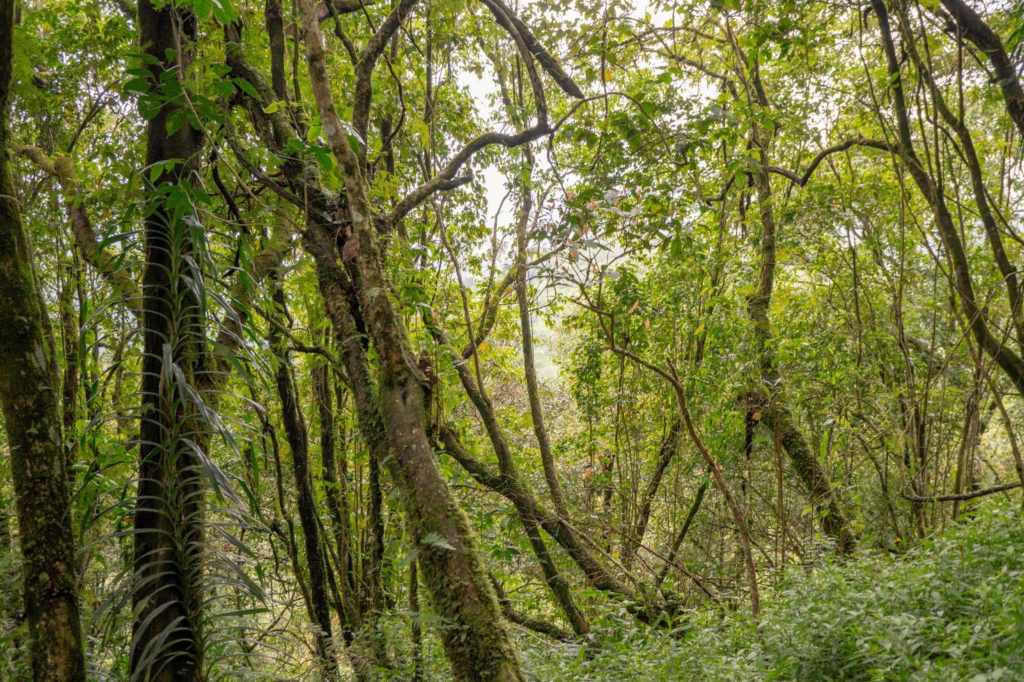 le façon Aller à Profond forêt lorsque printemps temps. le photo est adapté à utilisation pour aventure contenu médias, la nature affiche et forêt Contexte.