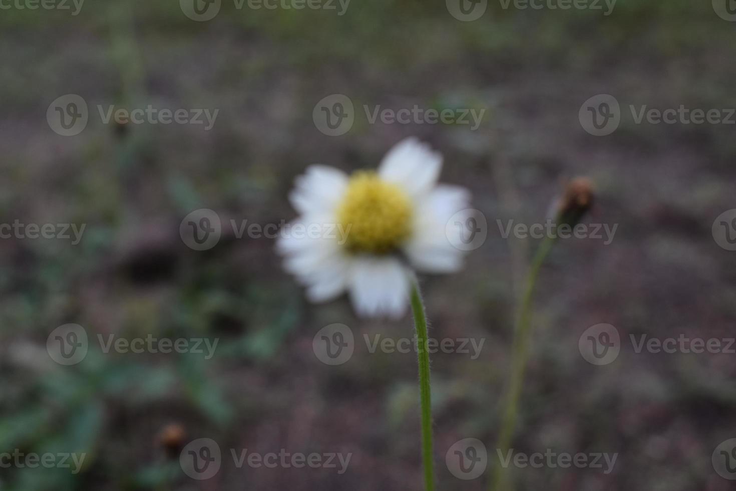 brouiller abstrait Contexte de magnifiquement coloré fleurs photo