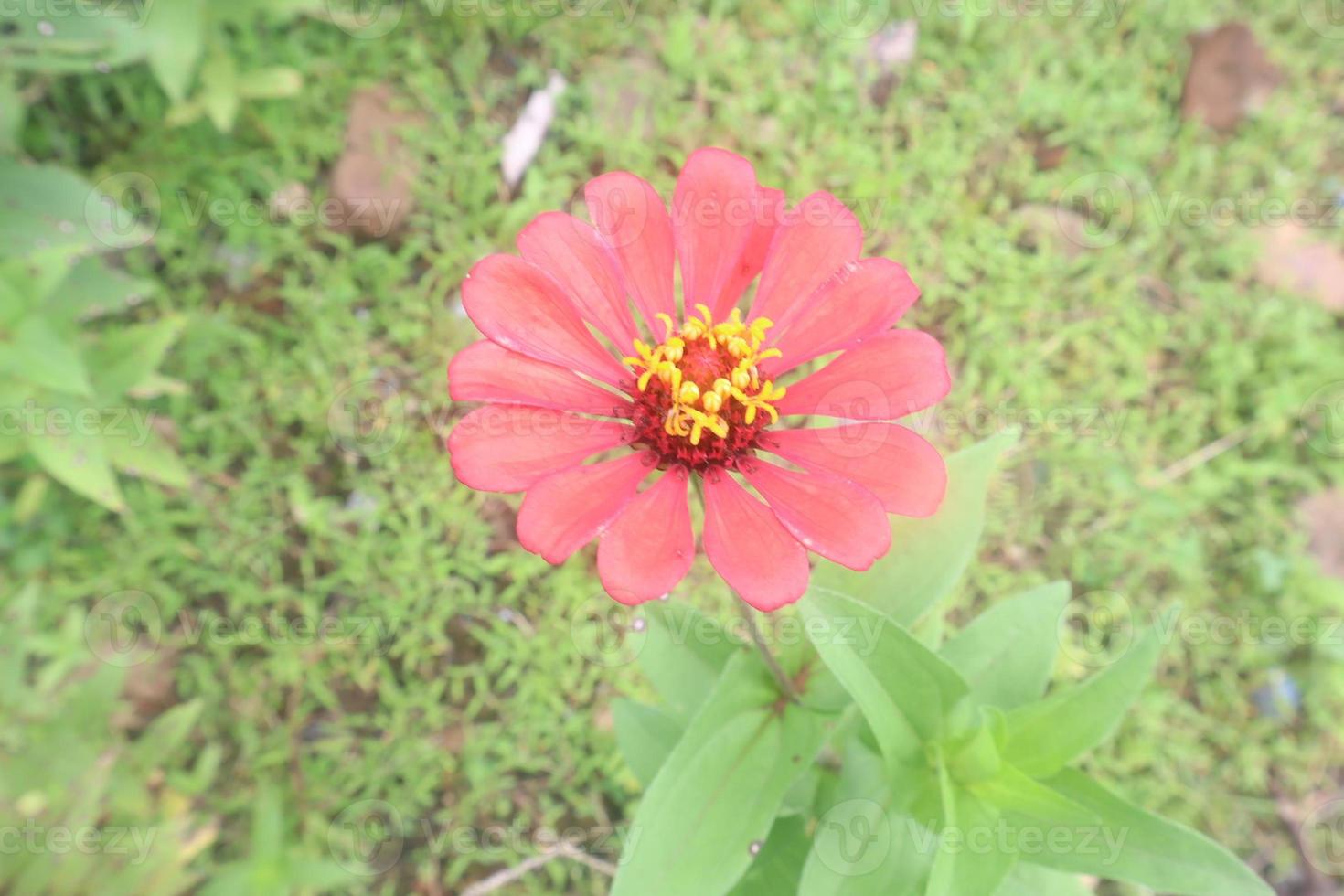 Créatif disposition fabriqué de fleurs et vert feuilles. zinnia élégans proche en haut photo pendant le journée. Naturel concept