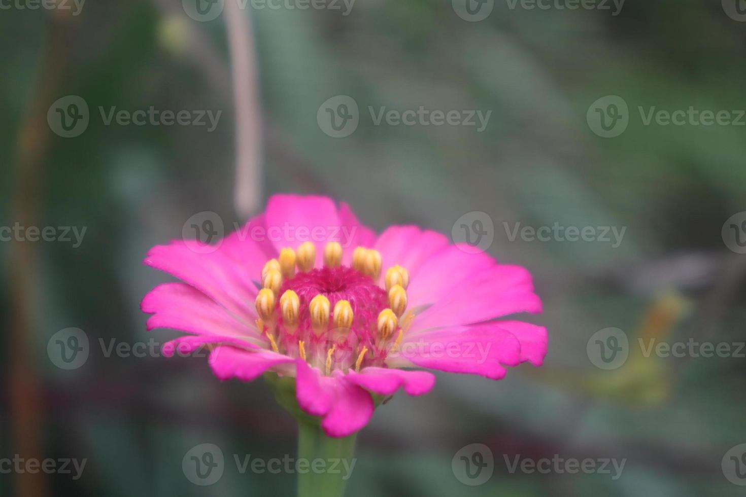 Créatif disposition fabriqué de fleurs et vert feuilles. zinnia élégans proche en haut photo pendant le journée. Naturel concept