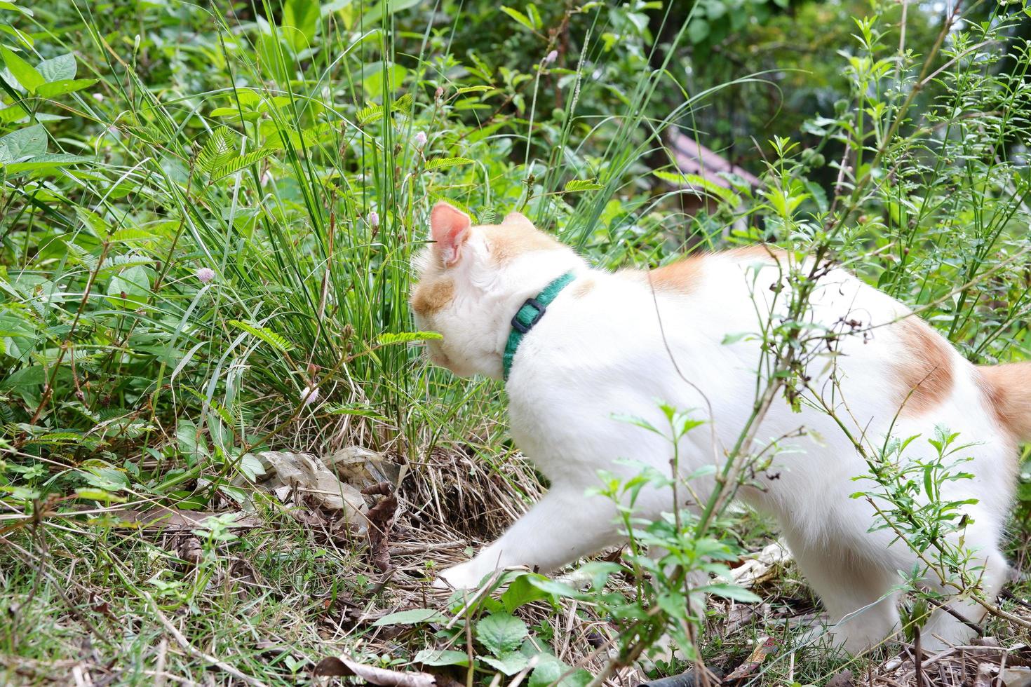 une blanc Masculin chat est en jouant en plein air photo