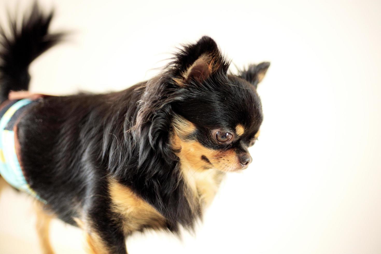 chien debout dans l'animalerie photo