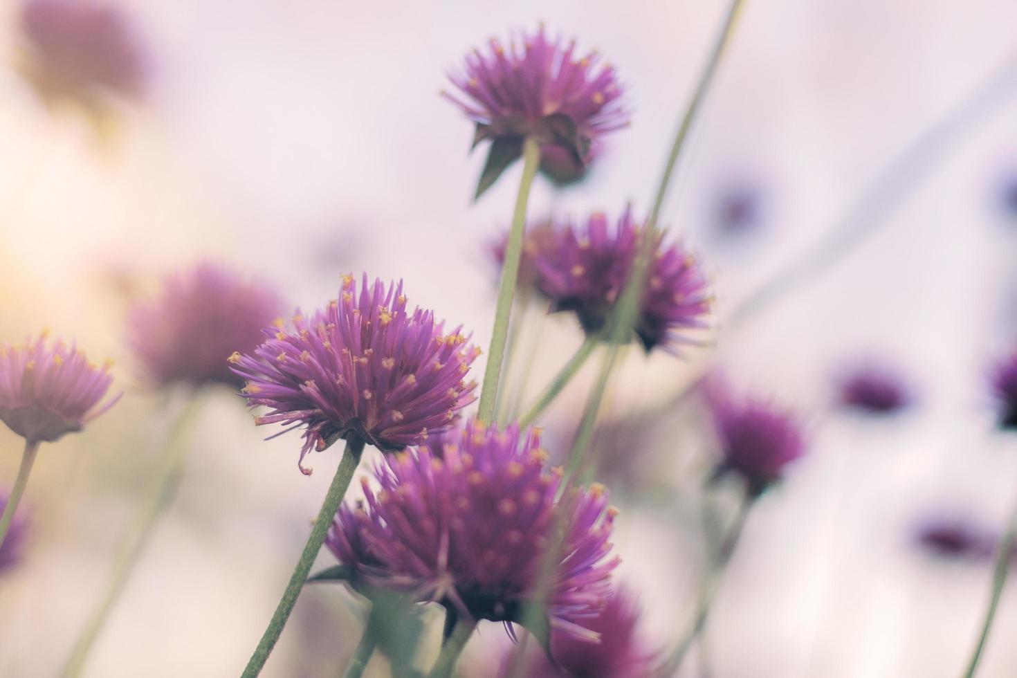 fleur de chardon sur fond naturel photo