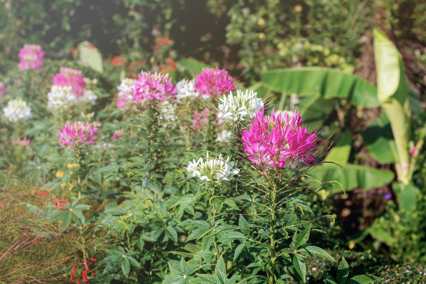 fleurs roses dans le jardin photo