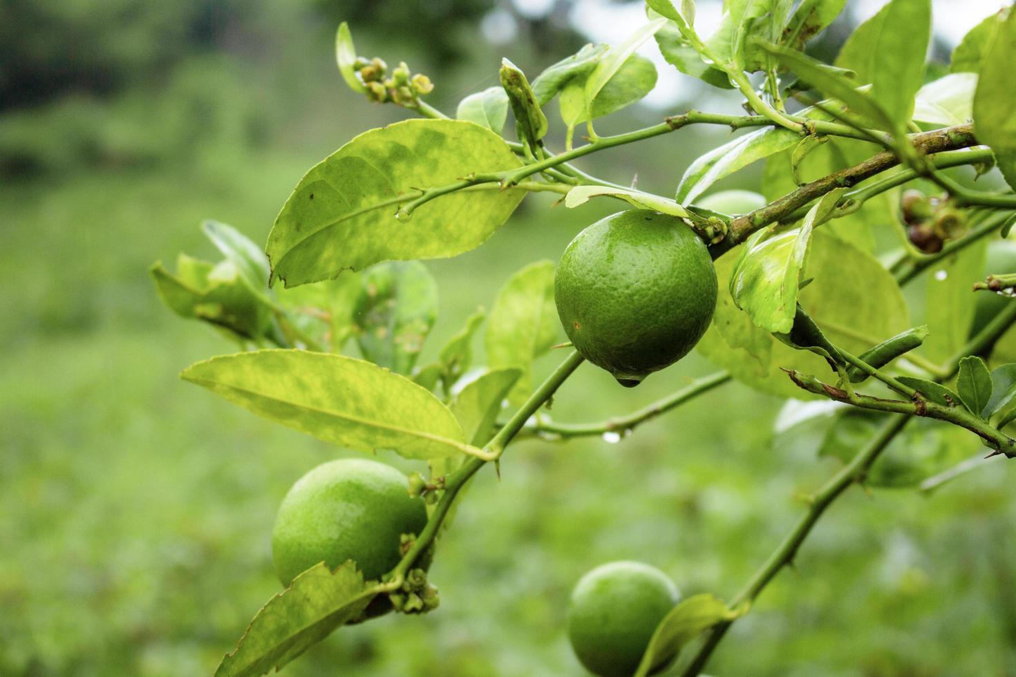 citron sur arbre en saison des pluies photo