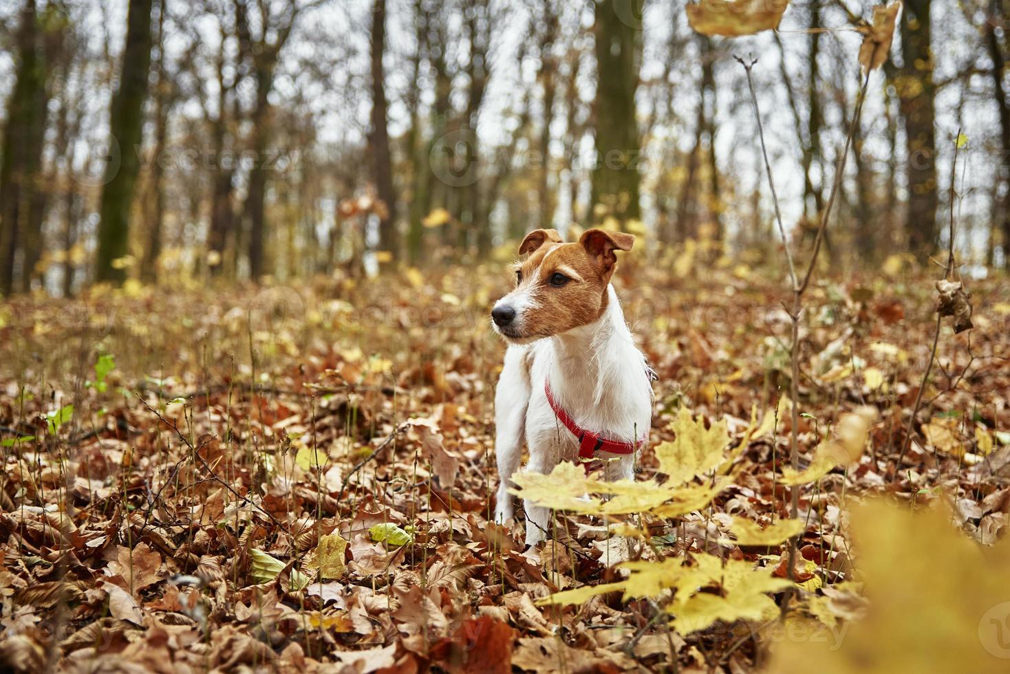 promenade de chien dans le parc d'automne photo