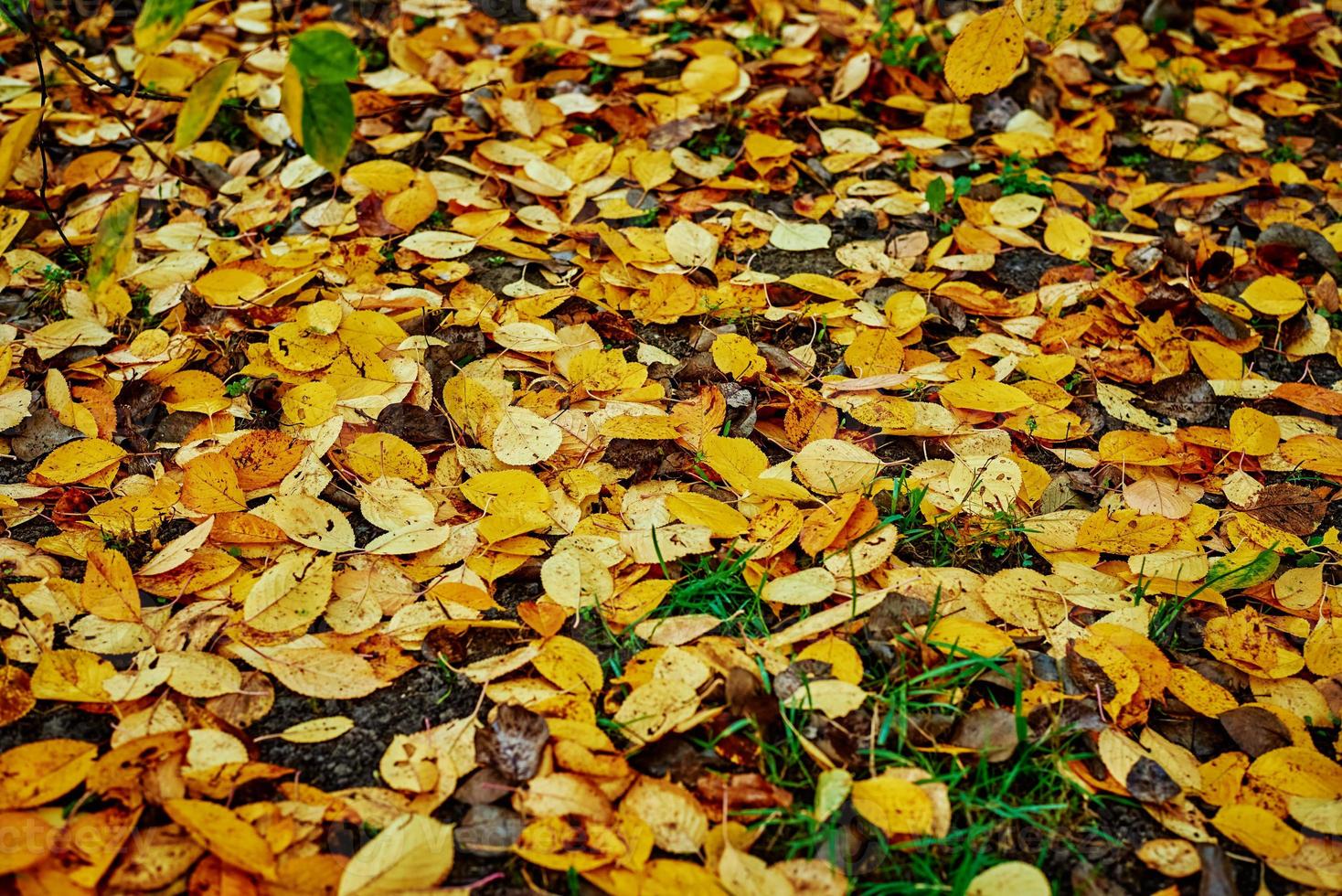 fond de feuilles d'automne coloré photo