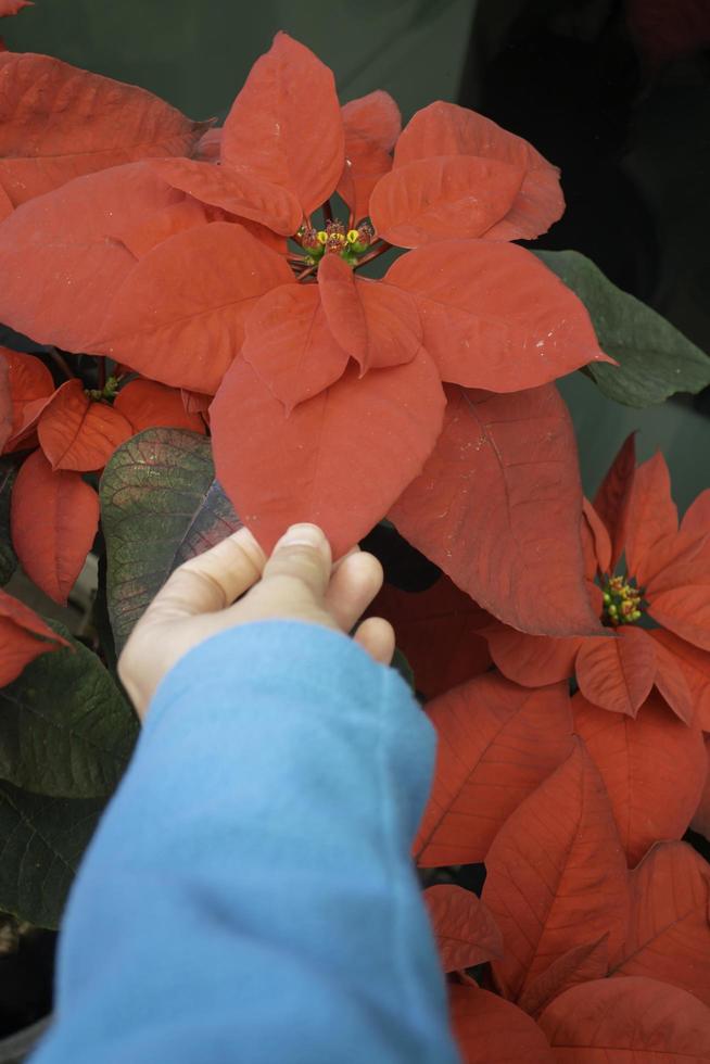 décoration intérieure de fleur de poinsettia rouge photo