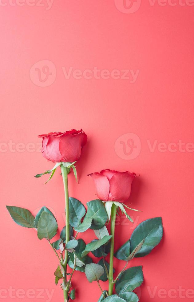 roses sur fond rouge, concept pour la Saint-Valentin photo