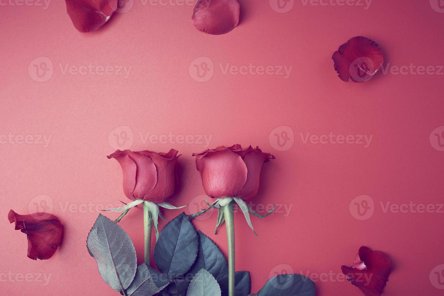 roses sur fond rouge, concept pour la Saint-Valentin photo