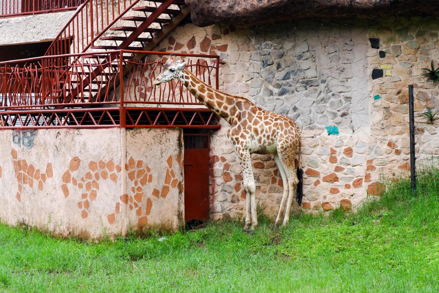 sélectif concentrer de girafes qui sont abri de le pluie. photo