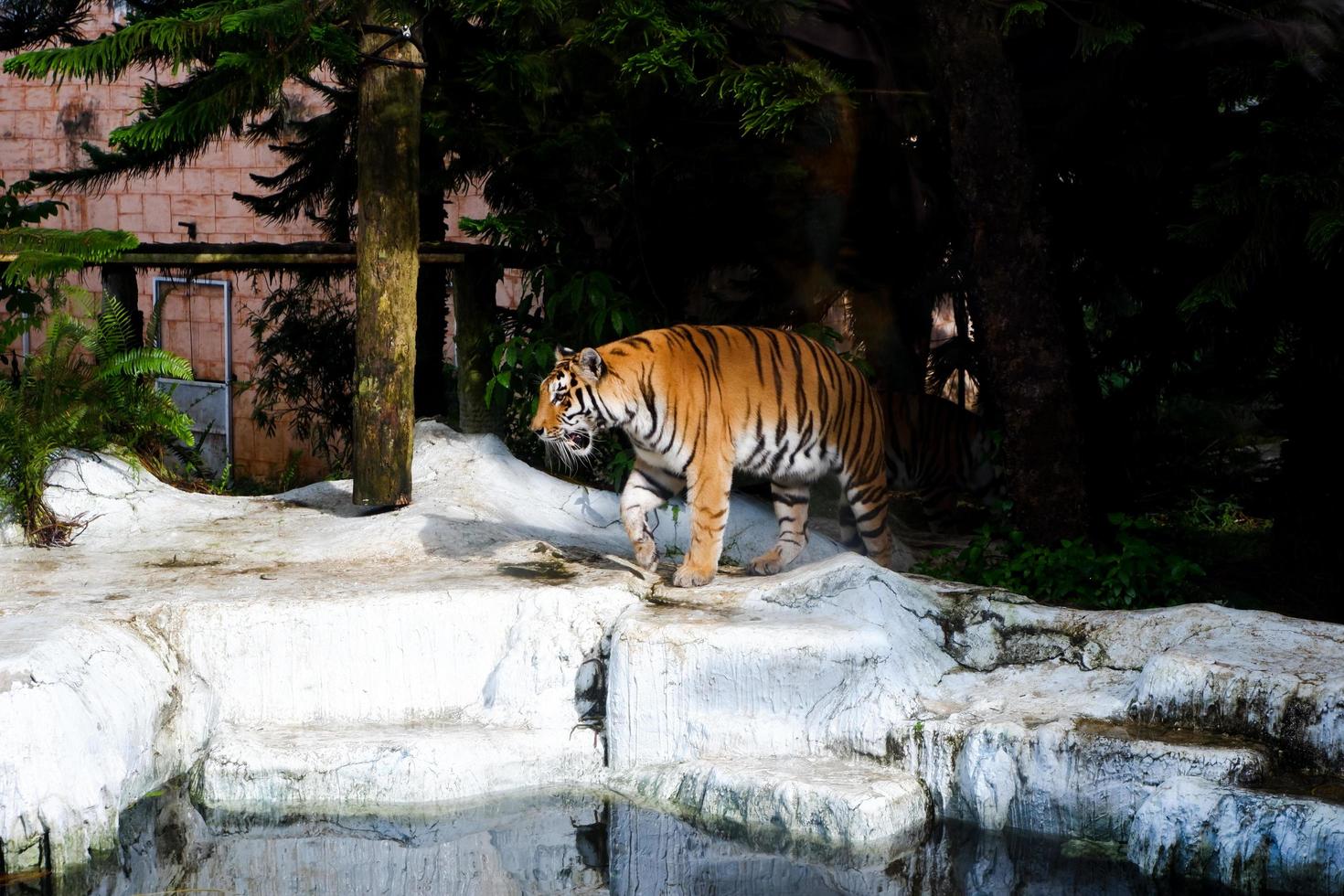 sélectif concentrer de sibérien tigres qui sont en marchant tranquille dans leur cages. photo