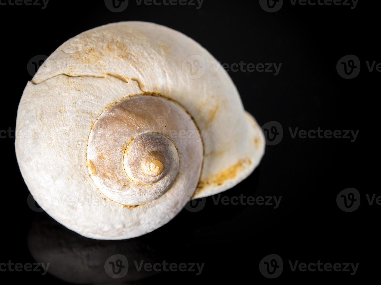 fossile de coquille d'escargot terrestre photo