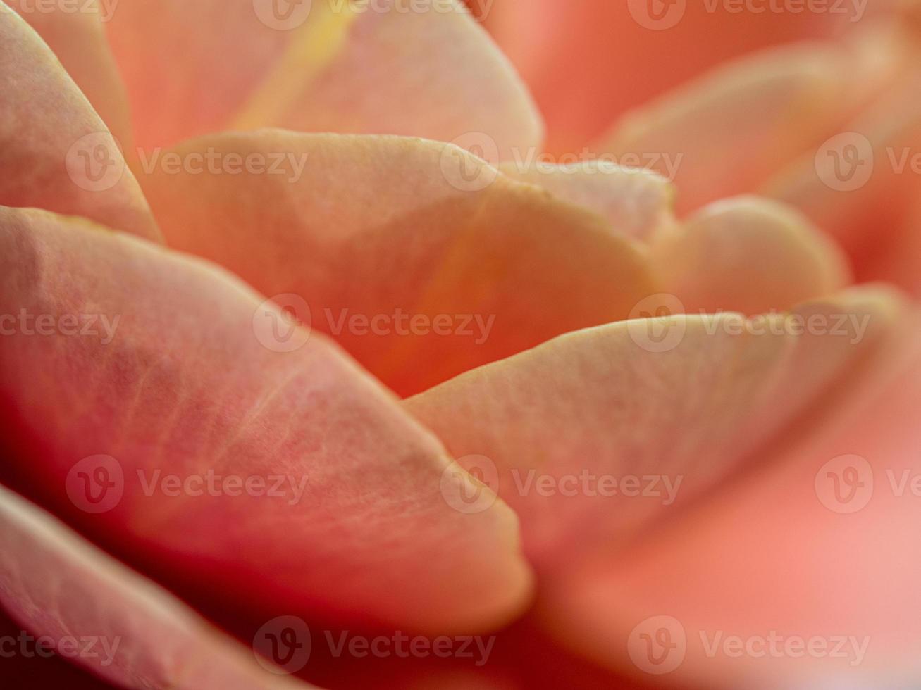 fermer délicat loin tambours Rose pétales comme la nature Contexte photo