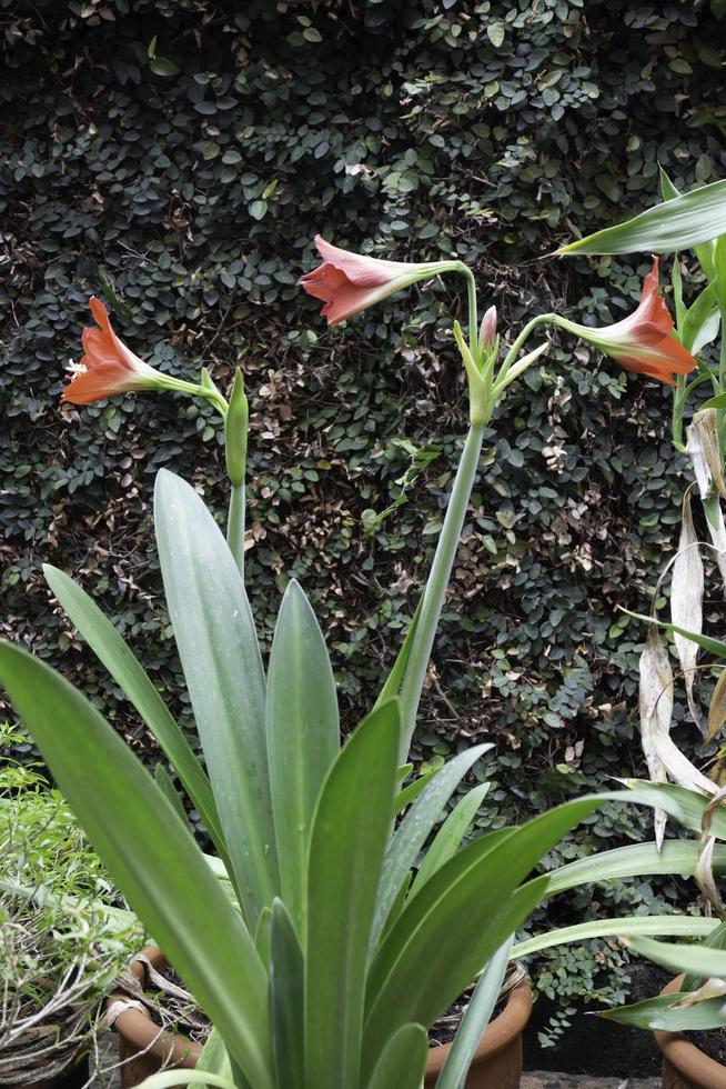 hippeastrum johnsonii dans la nature photo