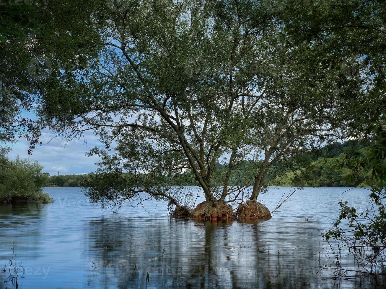 arbres sur une île sur un lac photo