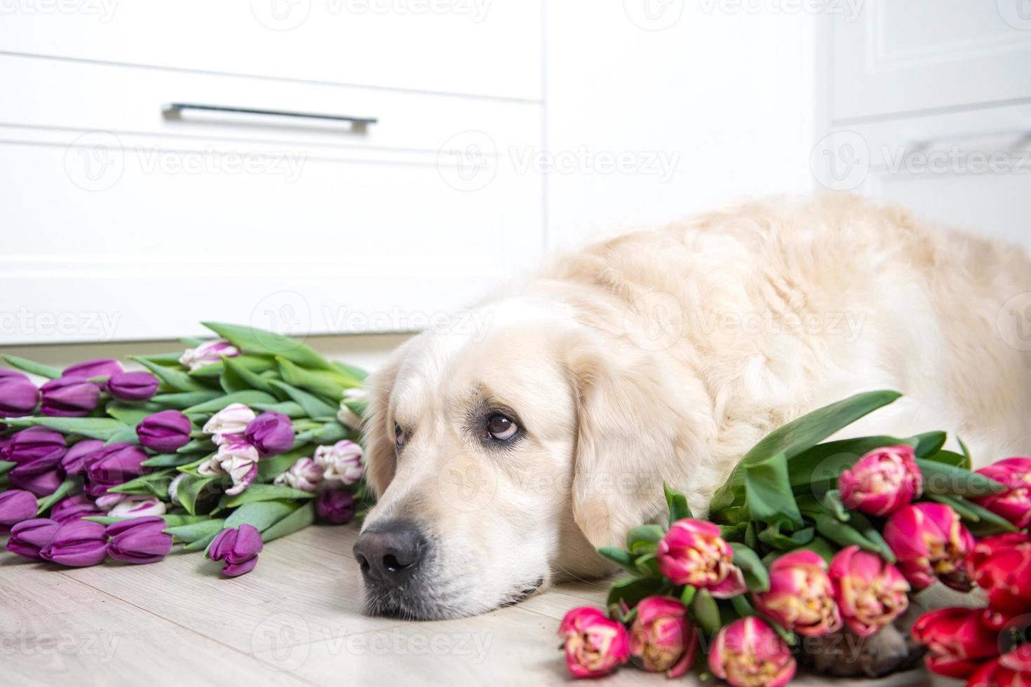 chien d'or cheveux longs Labrador retriever mensonges sur le sol dans tulipes de différent couleurs photo