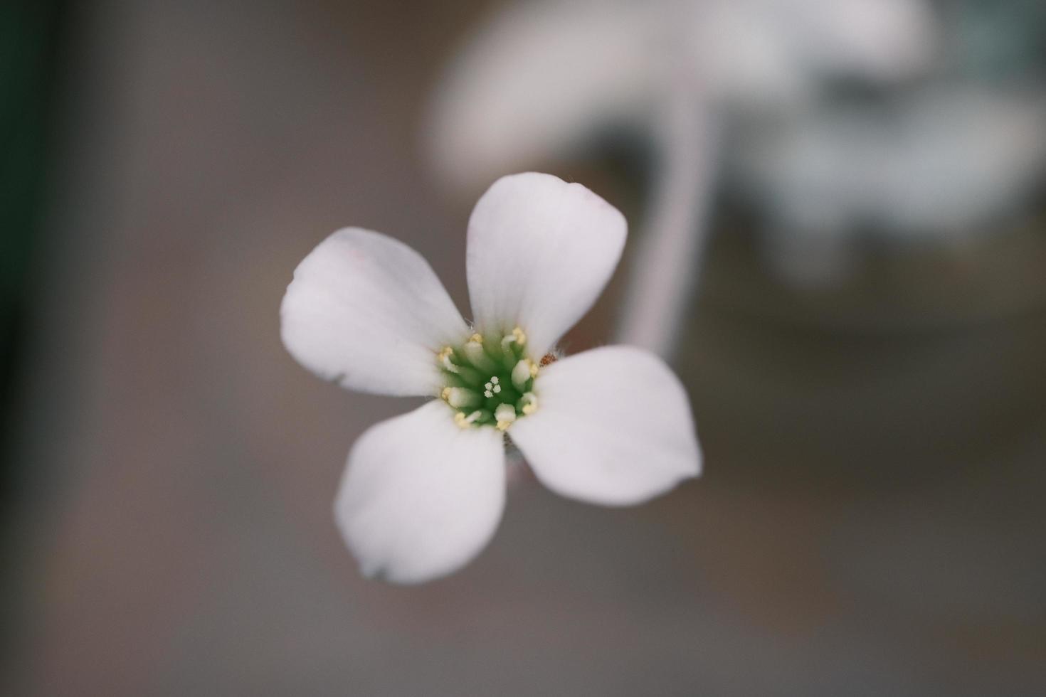 blanc bégonia dans le jardin photo