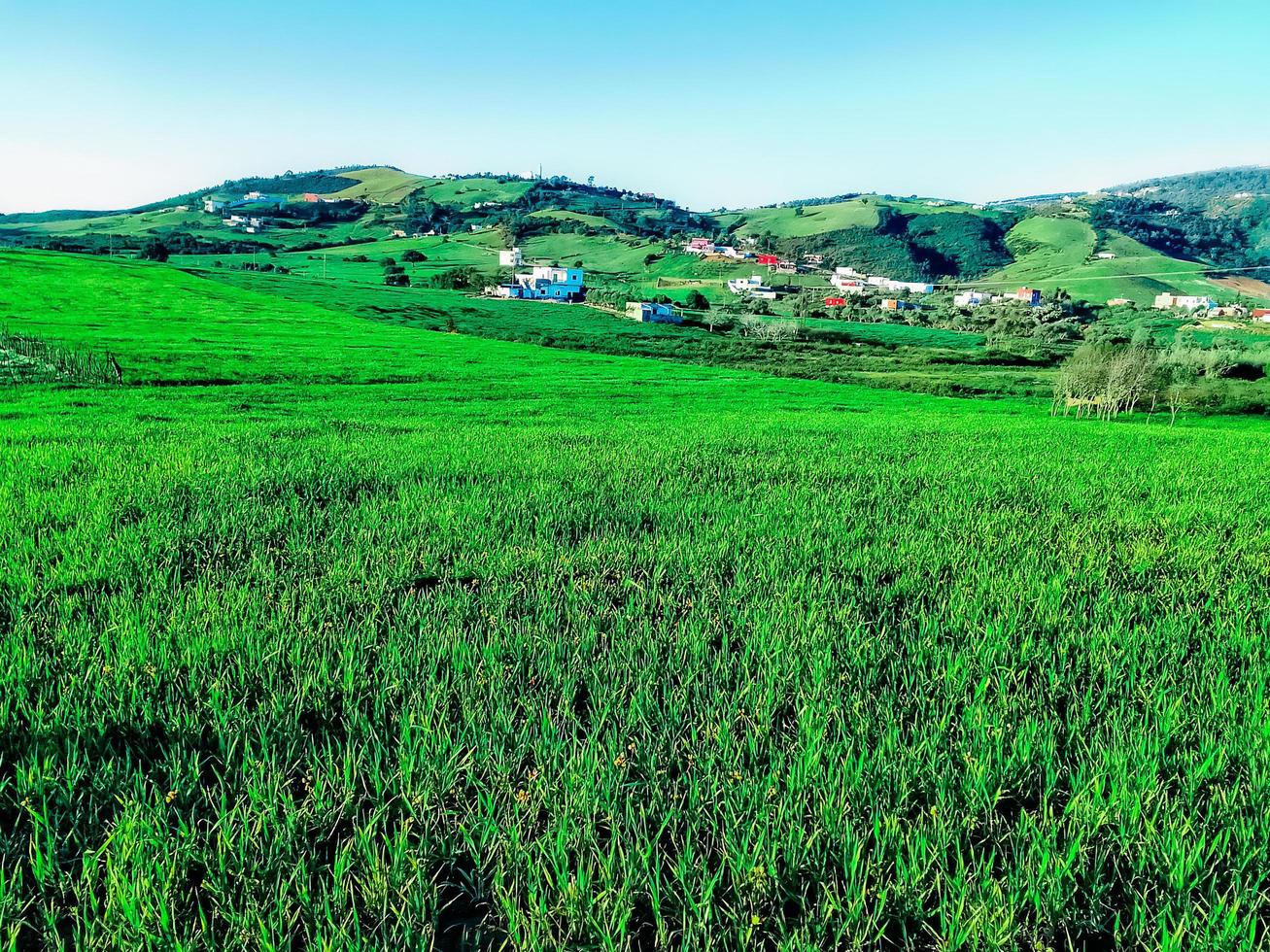 splendeur de une magnifique Naturel herbe champ dans le cœur de été photo