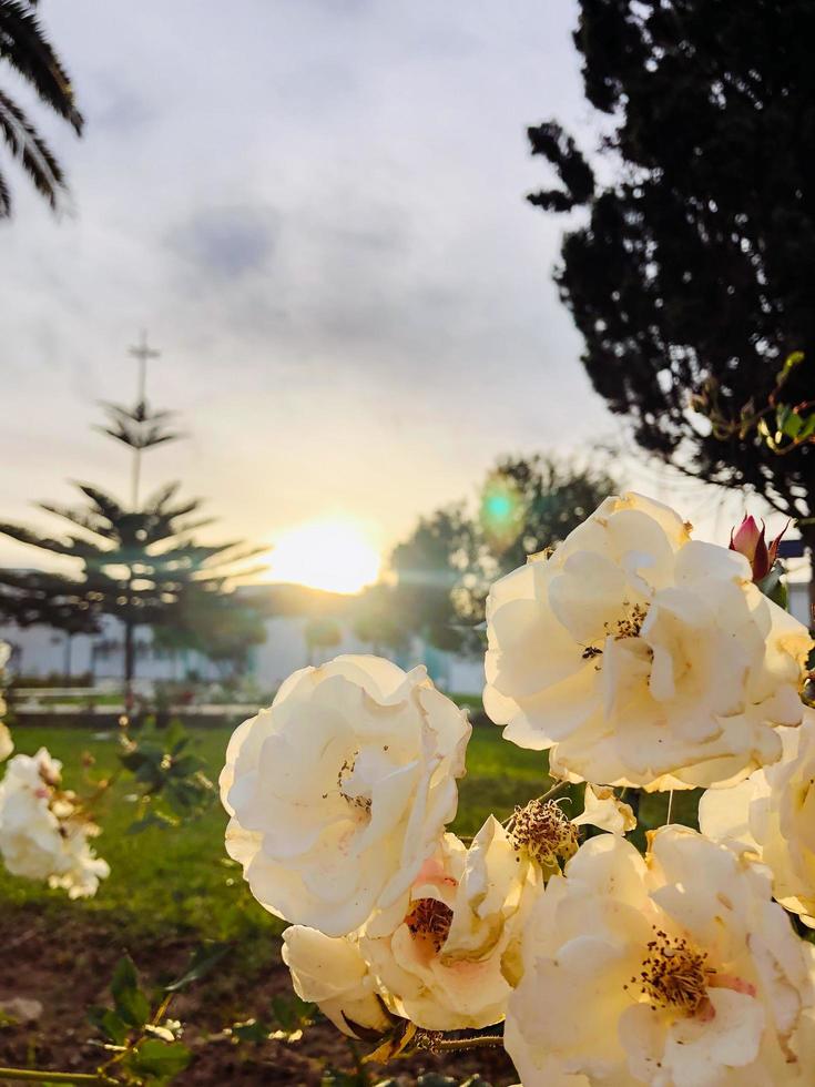 épanouissement beauté une botanique fête de fleurs photo