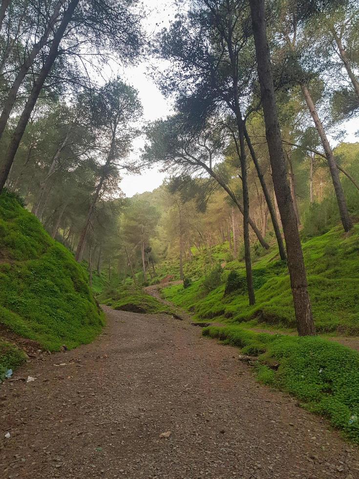 dévoilement le caché beauté de le Naturel Montagne sentier par le vallée photo