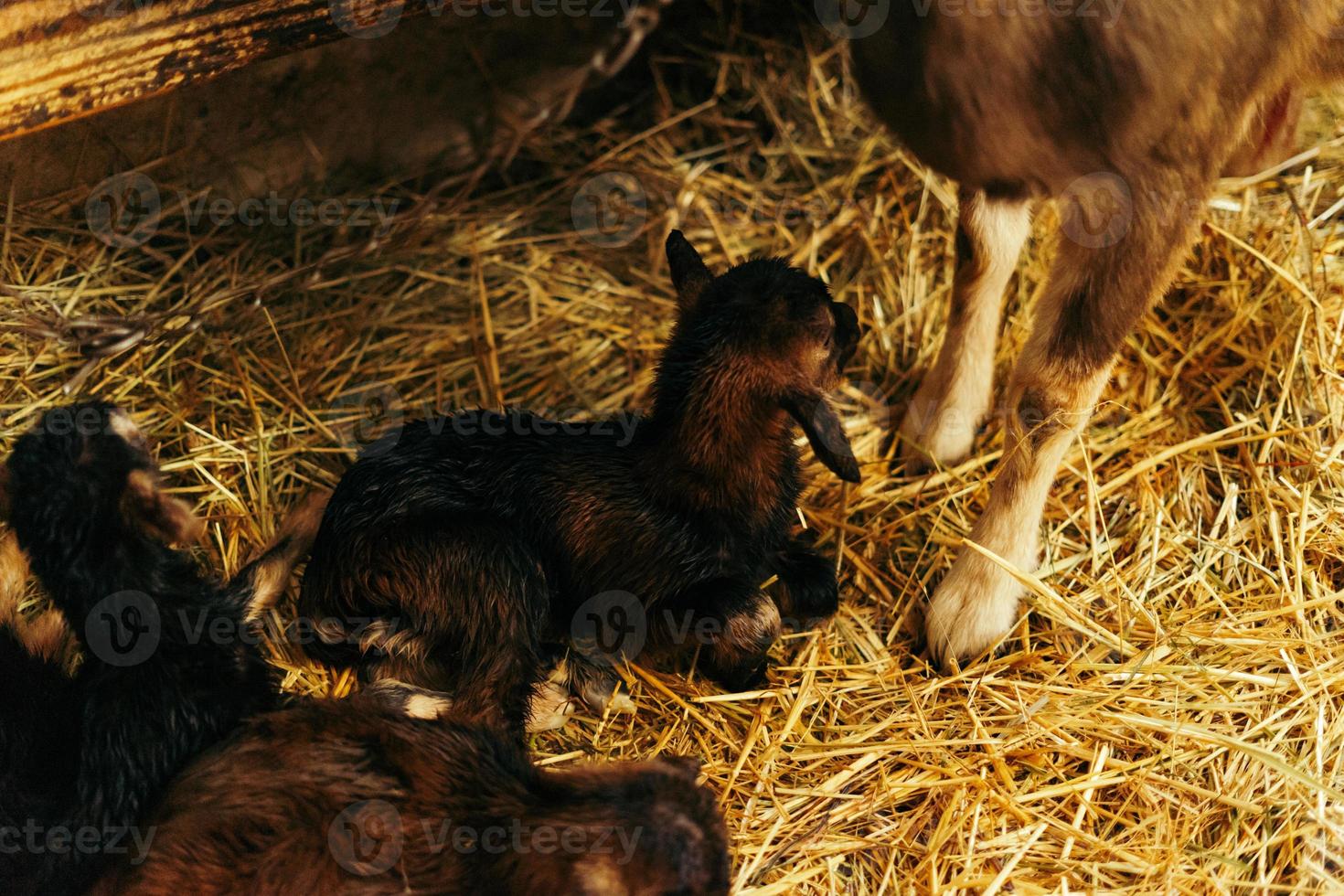 nouveau née marron bébé chèvre, chèvre enfant, avec Fratrie et mère chèvre dix minutes après étant née photo